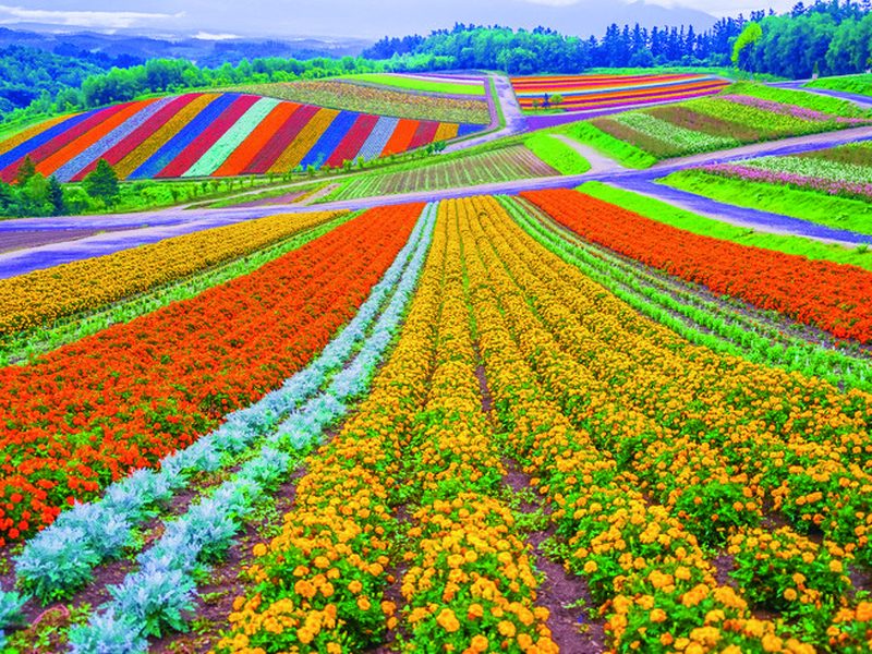 7D5N Hokkaido Value Escape